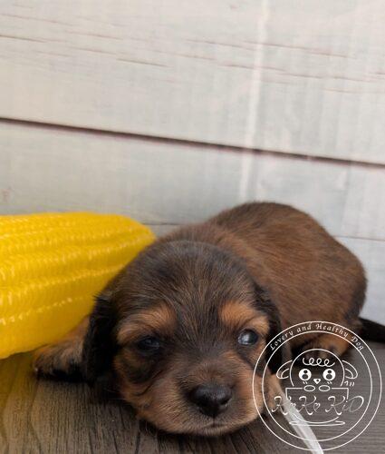 カニヘンダックスフンド