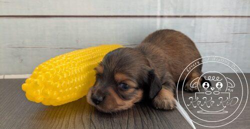 カニヘンダックスフンド