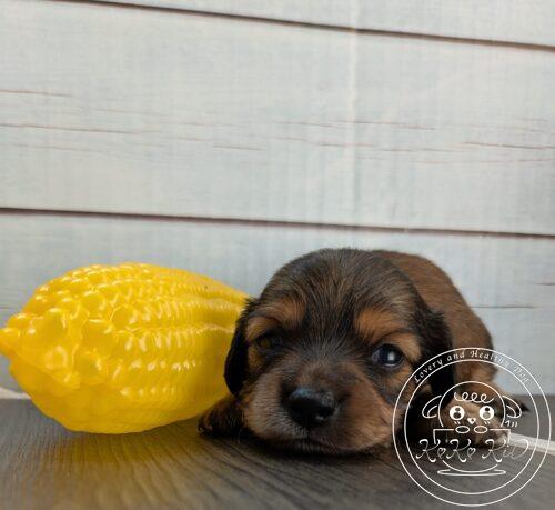 カニヘンダックスフンド