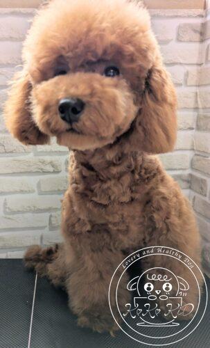 タイニープードル