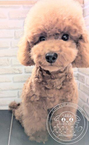 タイニープードル