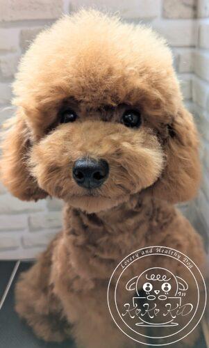 タイニープードル