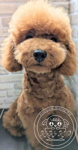 タイニープードル