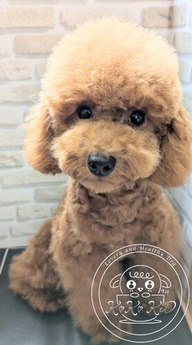 タイニープードル