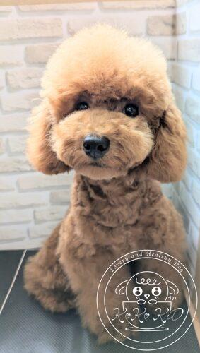 タイニープードル