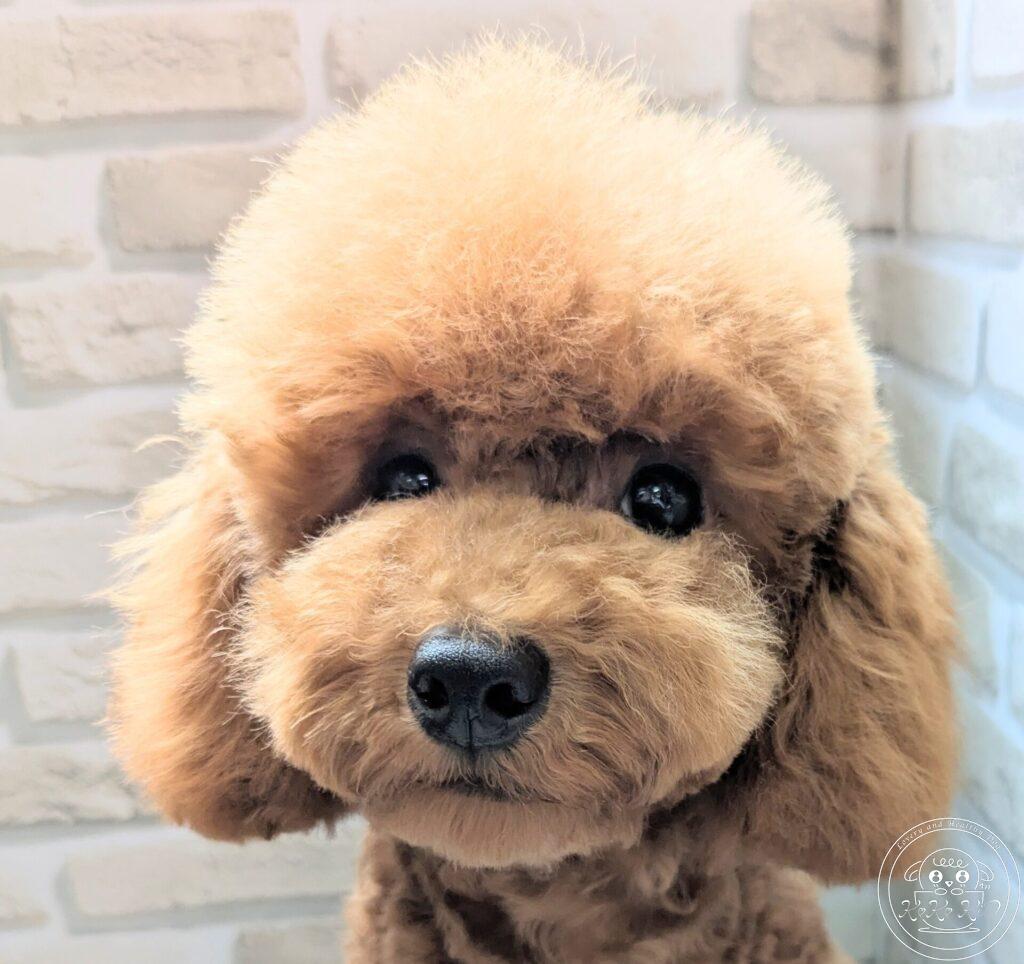 タイニープードル