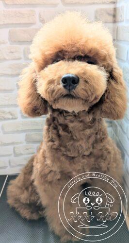 タイニープードル