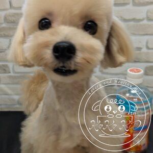 ミックス犬/マルプー