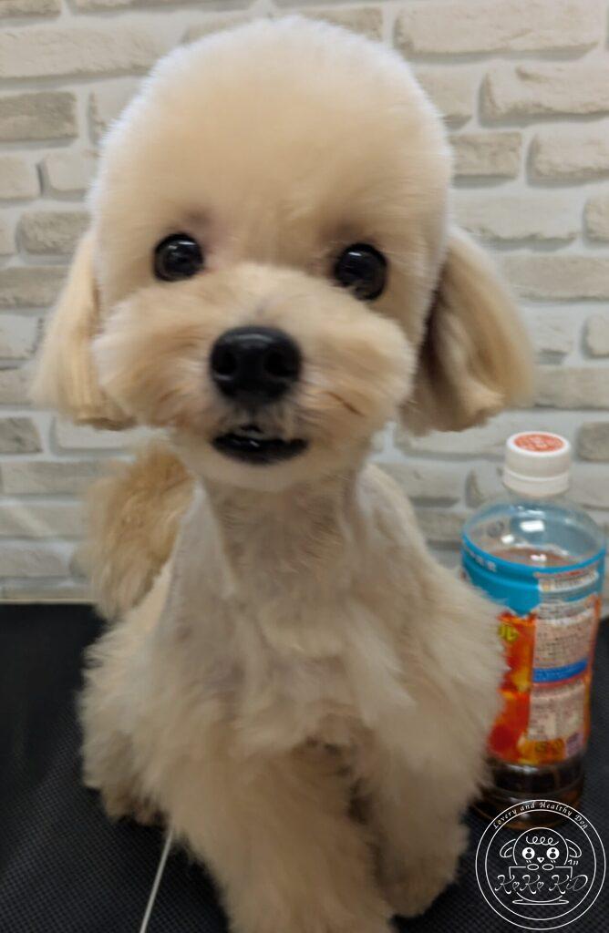 ミックス犬/マルプー