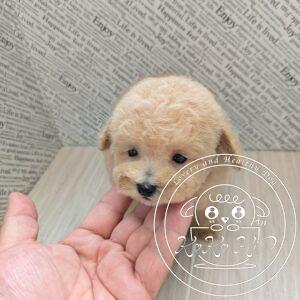 ミックス犬／シュナプー
