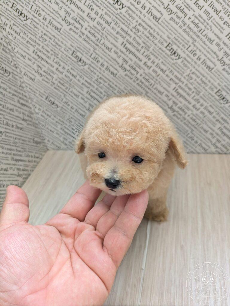 ミックス犬／シュナプー