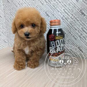 ミックス犬／シュナプー