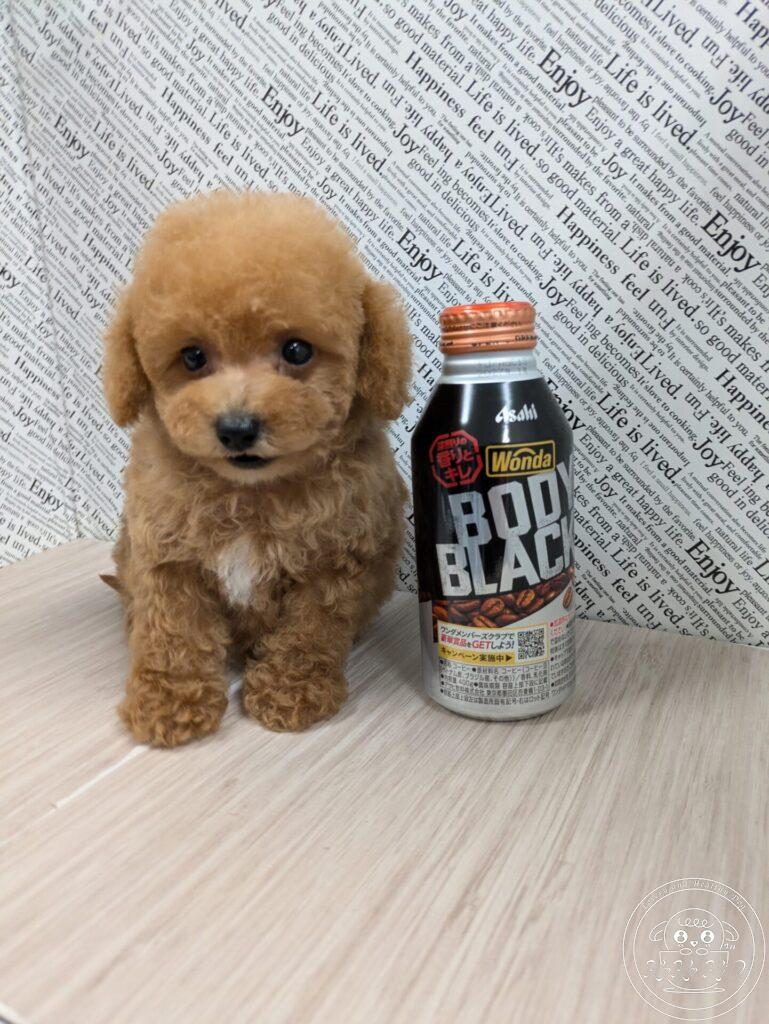 ミックス犬／シュナプー