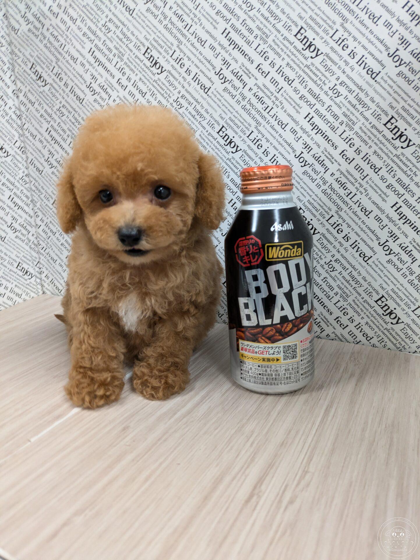 シュナプー/ティーカッププードル×ミニチュアシュナウザー