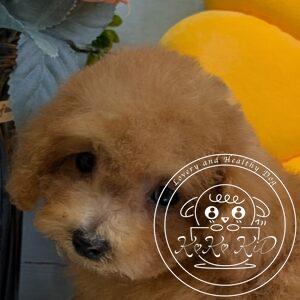 タイニープードル
