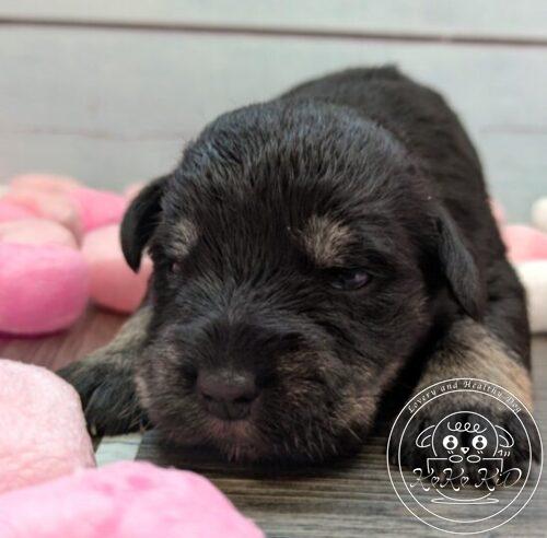 ミニチュアシュナウザー