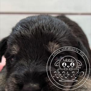 ミニチュアシュナウザー