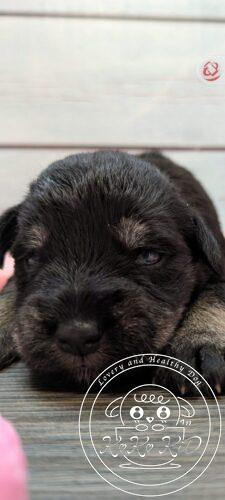 ミニチュアシュナウザー