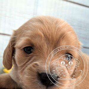 カニヘンダックスフンド