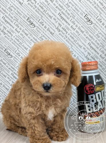 ミックス犬／シュナプー