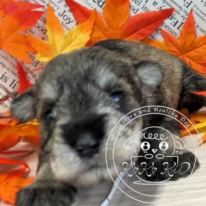 ミニチュアシュナウザー