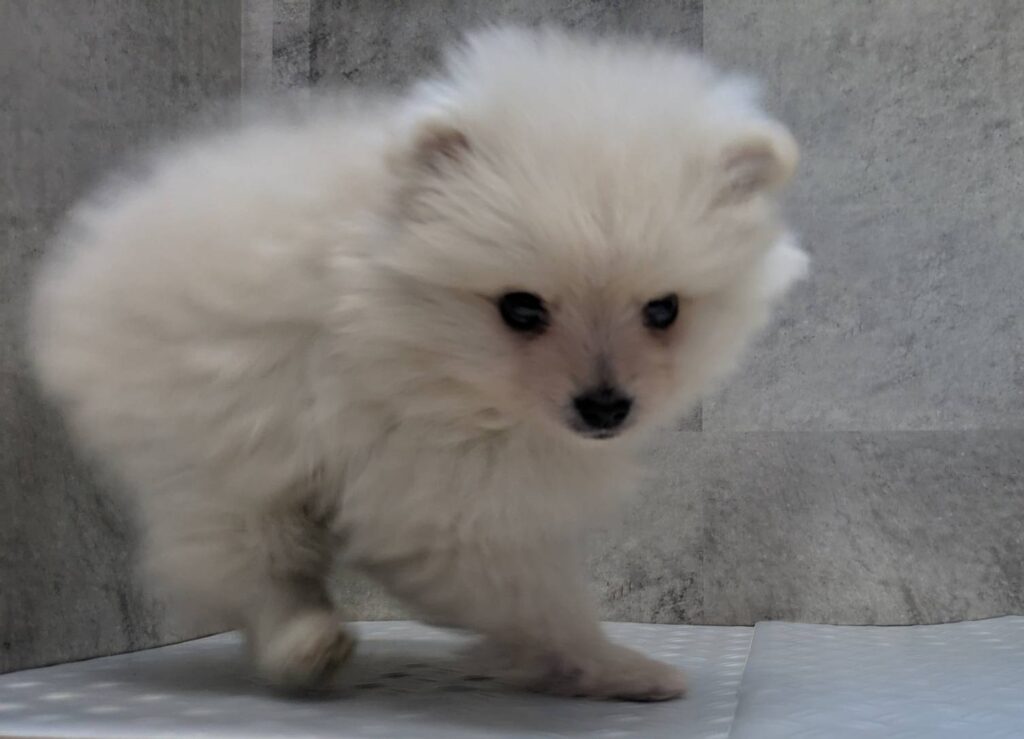 ポメラニアン親犬