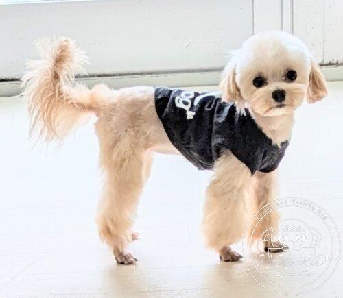 ミックス犬