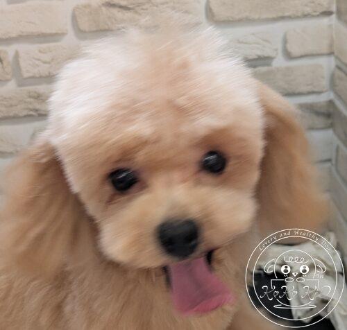 マルプー女の子