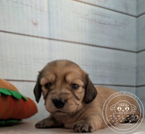 カニヘンダックスフンド