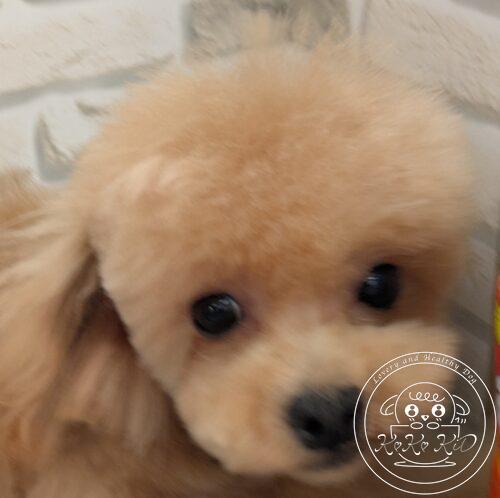 マルプー女の子