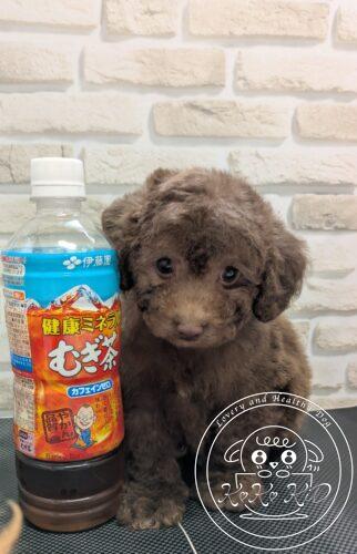 ティーカッププードル