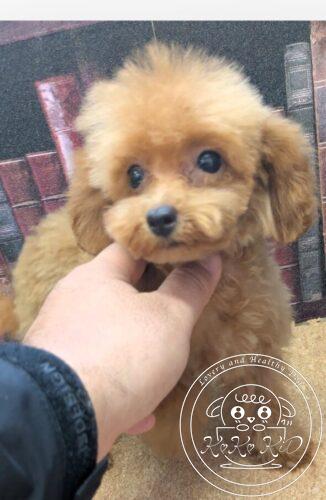 ティーカッププードル