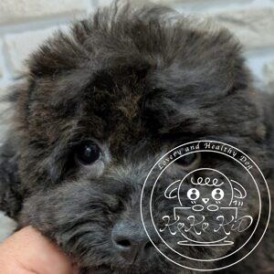 トイプードルハナシロの仔犬ブリンドル