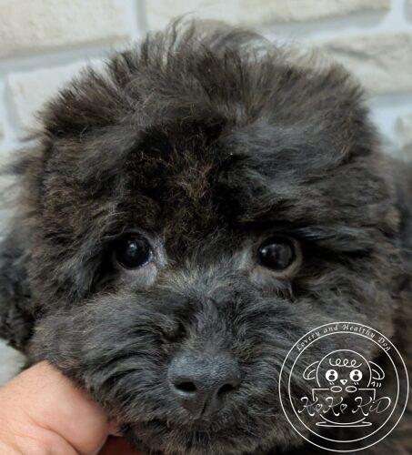 トイプードルハナシロの仔犬ブリンドル