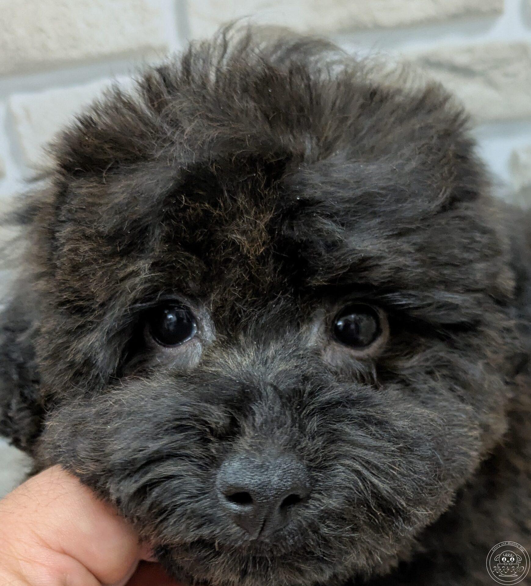 タイニープードル