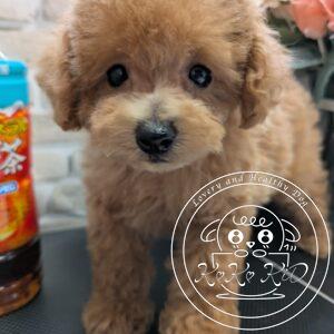 ティーカッププードル