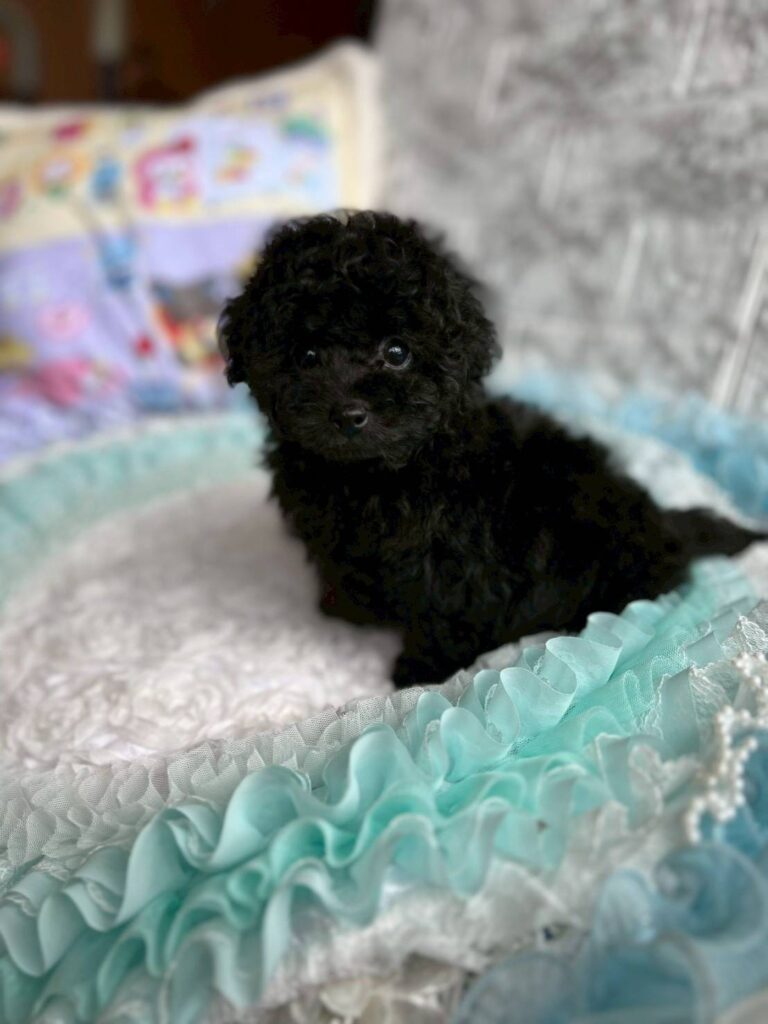 ティーカッププードル親犬