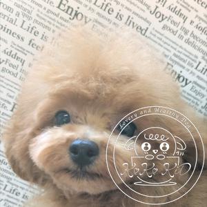 ティーカッププードル