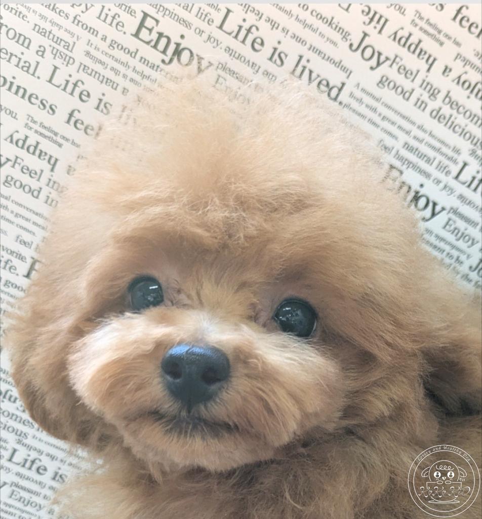 ティーカッププードル