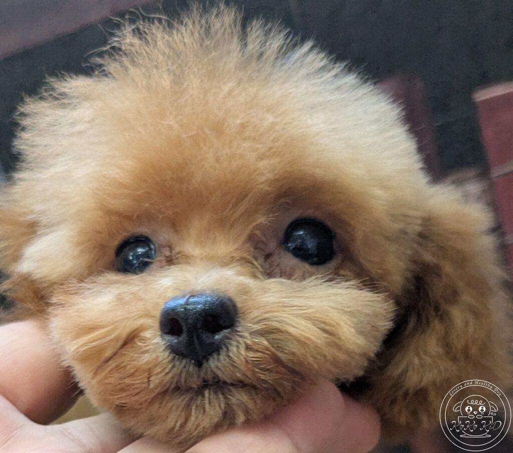 ティーカッププードル