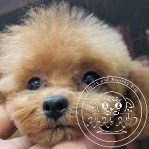 ティーカッププードル