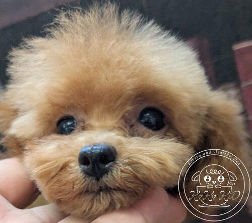 ティーカッププードル