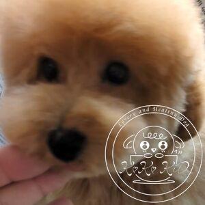 タイニープードル