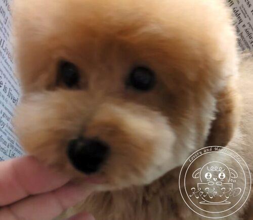 タイニープードル