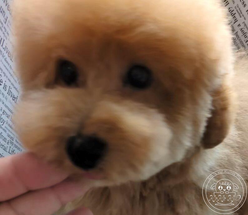 タイニープードル