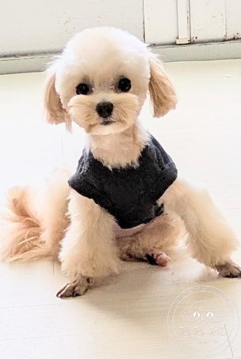 ミックス犬