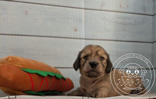 カニヘンダックスフンド