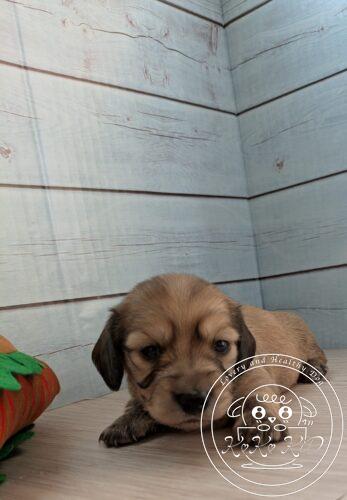 カニヘンダックスフンド