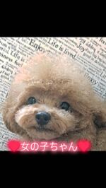 ティーカッププードル・小型犬専門ブリーダーココキッド | 茨城県牛久
