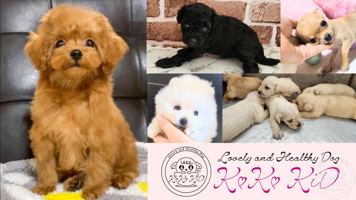 マルチーズ の子犬一覧 - ティーカッププードル・小型犬専門ブリーダー